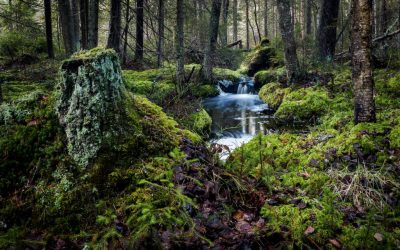 Valtuustoaloite luonnon monimuotoisuuden turvaamiseksi Lempäälässä